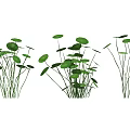 Fresh Aquatic Plants With Green Round Leaves And Slender Stems In Natural Scene