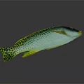 Vibrant Blue Green Aquatic Fish With Spotted Body And Yellow Fins