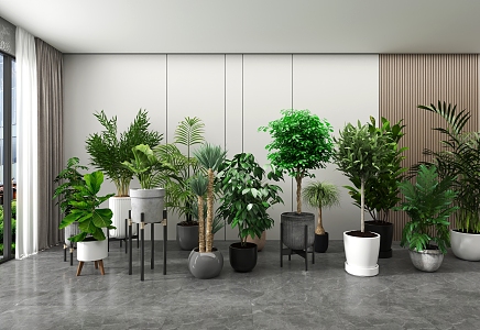 potted plants flowers green plants 3d model