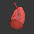3D Rendered Human Lung Organ Anatomical Structure Showing Bronchi Alveoli in Pink with Dark Background