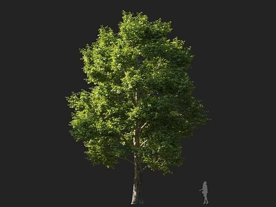 Tall Arbor With Lush Green Foliage Against Black Background And Human Silhouette 3d model