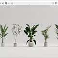 Indoor Potted Green Plants With Various Leafy Species In White Ceramic Pots