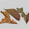 Dried Autumn Leaves Collection With Various Shapes And Natural Colors