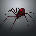 Dark Brown Spider With Red Markings On Abdomen And Long Legs