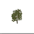 Tall Deciduous Tree With Green Leaves And Orange Red Blooms Beside Human Silhouette For Scale