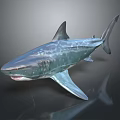 Realistic Gray Spotted Shark With Open Mouth Sharp Teeth And Dorsal Fin