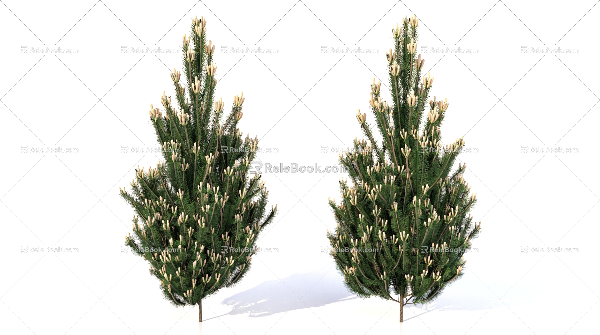 European black pine plant trees landscape plants 3d model