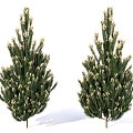 European black pine plant trees landscape plants 3d model