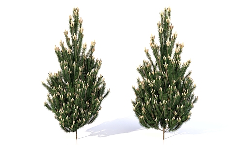 European black pine plant trees landscape plants 3d model