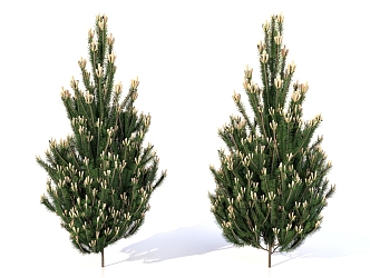 European black pine plant trees landscape plants 3d model