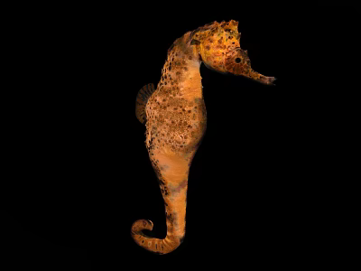 Spotted Brown Seahorse Marine Aquatic Animal With Curled Tail And Textured Body 3d model