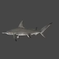 Hammerhead Shark Swimming Gracefully In Deep Ocean With Distinctive Head Shape 3d model