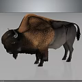 Bison 3D Render With Orange And Gray Fur Horns Standing On Gray Background