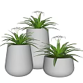 Bonsai Potted Plants With Green Leaves White Flowers In Gray Pots On Wooden Floor