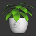 Lush Green Plant with Healthy Green Leaves in White Ceramic Pot for Indoor Home Decoration