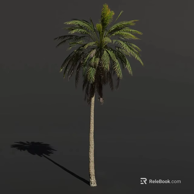 Tall Palm Tree with Green Fronds on Gray Background with Long Shadow 3d model 