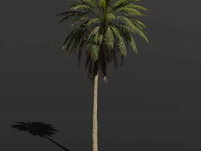 Tall Palm Tree with Green Fronds on Gray Background with Long Shadow 3d model