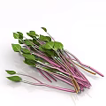 Bunch of Fresh Plants With Green Leaves And Purple Stems On White Background