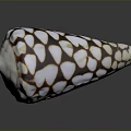 Decorative Conch Shell With White And Brown Spotted Pattern For Home Decor