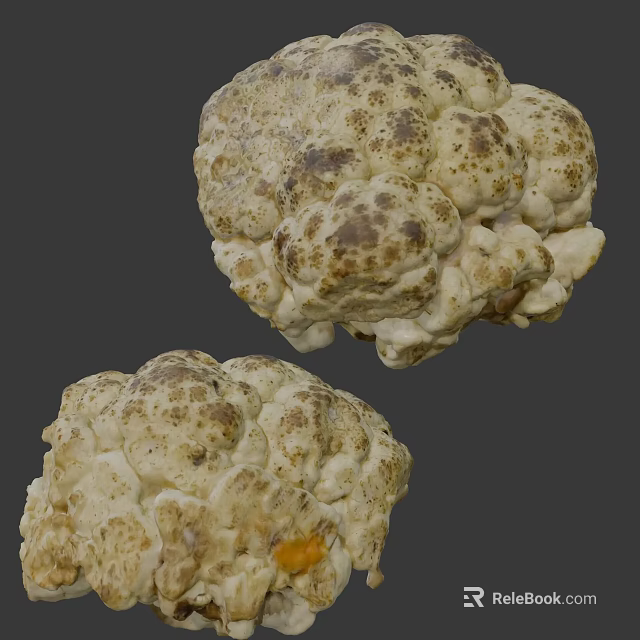 Fresh White Truffle Vegetable With Brown Spots And Irregular Shape 3d model 