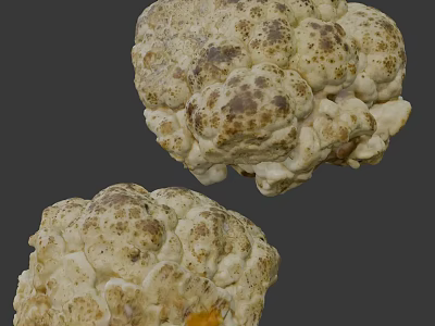 Fresh White Truffle Vegetable With Brown Spots And Irregular Shape 3d model