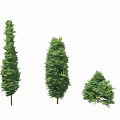 Evergreen Arborvitae Trees in Various Sizes with Lush Green Foliage and Brown Trunks