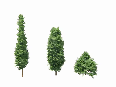 Evergreen Arborvitae Trees in Various Sizes with Lush Green Foliage and Brown Trunks 3d model
