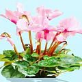 Blooming Pink Cyclamen Flowers with Green Leaves on Light Blue Background