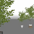 Potted Bonsai Trees With Lush Green Leaves And Various Size Pots In Gray White Wooden