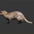 Brown and White Ferret Standing with Black Eyes and Paws on Dark Background