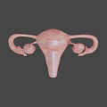 Detailed 3D Model Of Female Reproductive System With Uterus Ovaries And Fallopian Tubes