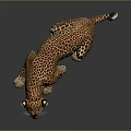Realistic Crouching Leopard With Spotted Fur And Reflection On Dark Background