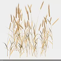 Natural Dried Grass Stems With Withered Leaves Arranged On White Background