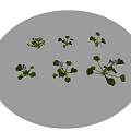 Aquatic Plants With Green Leaves And Purple Flowers On Circular Water Surface With Reflection