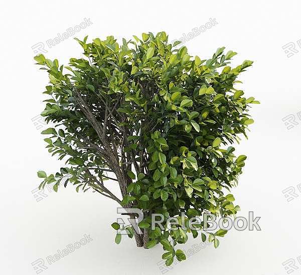 Shrubs model