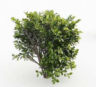 Shrubs 3d model