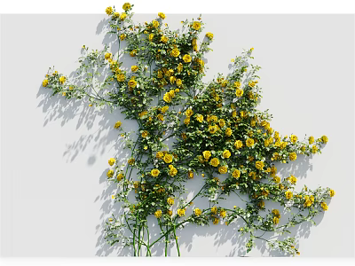 Lush Green Climbing Vine With Small Yellow Flowers For Garden Decoration 3d model