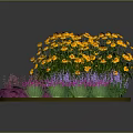Colorful Circular Flower Bed Planted With Mixed Yellow Purple Pink Flowers