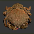 Aquatic Animal Crab with Orange Hard Shell and Large Red Tipped Claws