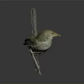 Standing Bird Taxidermy with Light Brown Feathers and Orange Beak on Gray Background