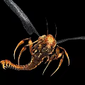 Flying Creature with Intricate Wing Structure Orange Brown Body Long Antennae and Segmented Legs 3d model