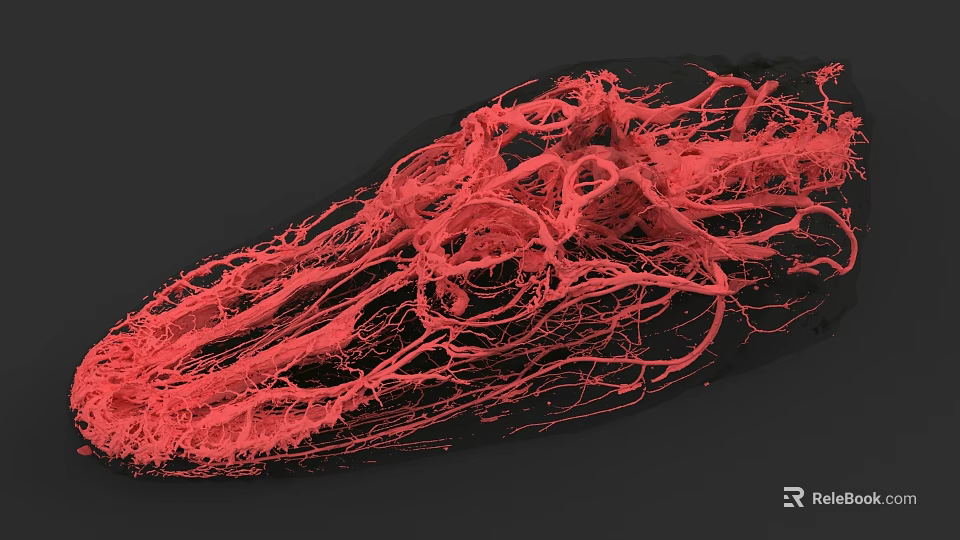 Reptile Microscopic View Showing Intricate Red Vascular Network Structure 3d model 