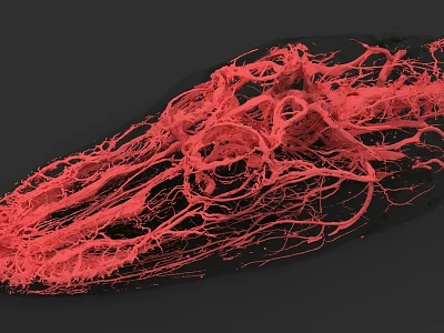 Reptile Microscopic View Showing Intricate Red Vascular Network Structure 3d model