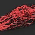 Reptile Microscopic View Showing Intricate Red Vascular Network Structure