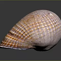 Vibrant Sea Snail With Striped Shell On Reflective Dark Background 3d model