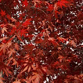 Three Tall Trees with Red Leaves and Trunks on Green Grass with Shadows
