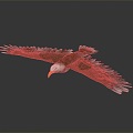 Modern Eagle Harris Eagle Chestnut-Winged Eagle 3d model