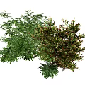 Green And Red Leafy Plants With Various Foliage For Garden Decoration