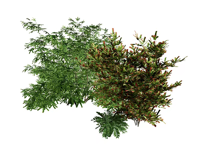 Green And Red Leafy Plants With Various Foliage For Garden Decoration 3d model