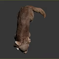Cute Brown Chihuahua Lying on Black Surface with Tongue Out and Playful Expression